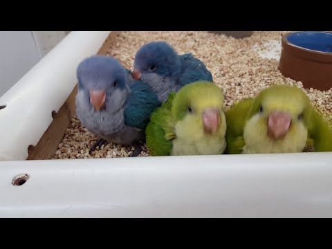 Baby Quaker Parrots || ViralHog