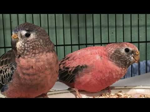 Pink Bourke’s Parakeet/ Parrot Singing
