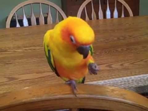 Sun Conure laughing and saying hello