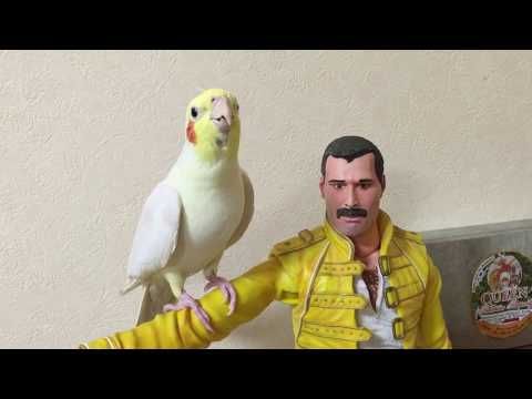Cockatiel sings　Another One Bites The Dust＆Radio GaGa
