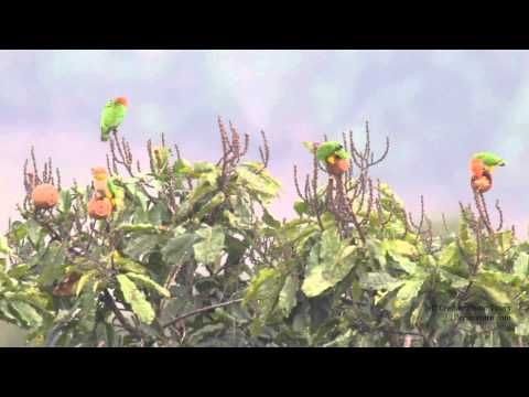White Bellied Parrots