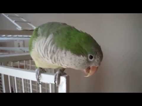 Kiki the talking quaker parrot!