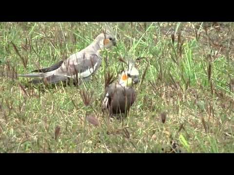 More Wild Cockatiels in the Suburbs: A male and female pair