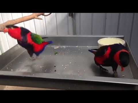 Funny dancing parrots ( Black capped lory)