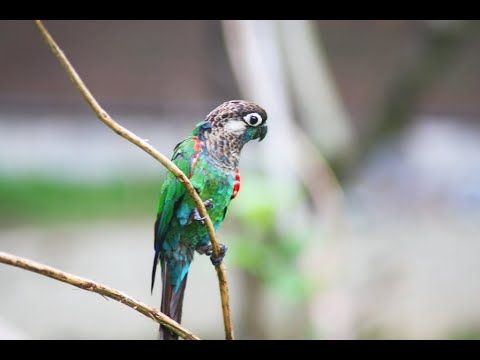 parrot sounds