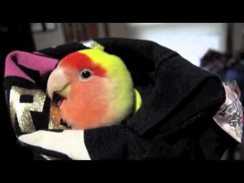 Cleo The Lovebird Talking Up A Storm