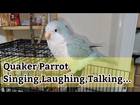Best Talking Quaker Parrot | 8 Months Old Quaker Parrot Talking | Monk Parakeet Saying Hi 👋