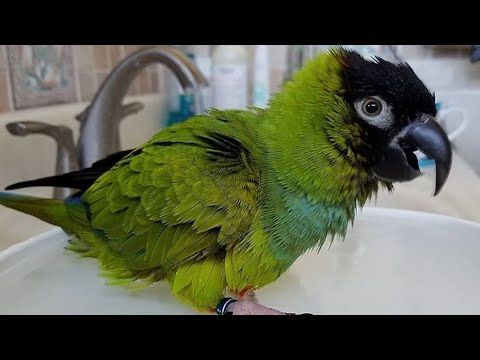 Nanday Conure Talking | Nanday Conure Parrot Sounds | Nanday Parakeet Talking