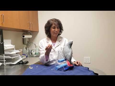 How to give your bird liquid medication via syringe
