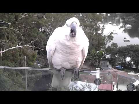 Australian cockatoo baby not happy - feed me!