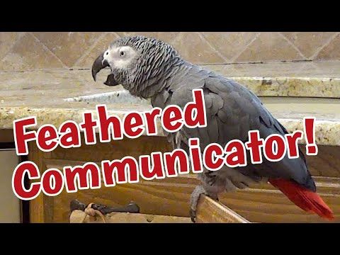 Einstein parrot: Master of mass feathered communication!