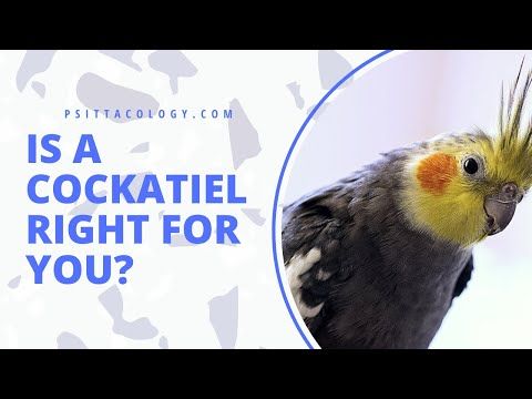 Is a cockatiel right for you? | Psittacology