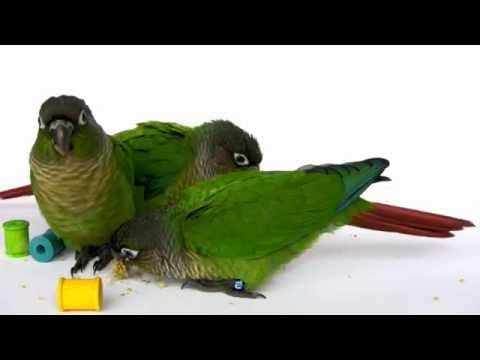 7 Week Old Baby Green Cheek Conure Parrots