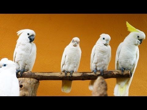 Cockatoo vs. Cockatiel | Pet Bird