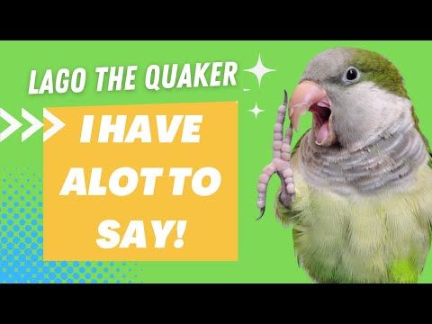 Lago the Quaker Parrot Talking Videos Compilation