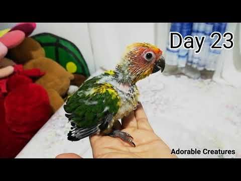 Sun Conure Growth Stage