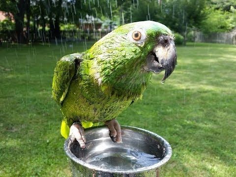 Stuff my 50 year old parrot says. Warning- a little salty at the end! Instagram @babybirby