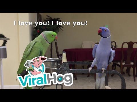 Indian Ringnecks Talk and Dance with Each Other || ViralHog