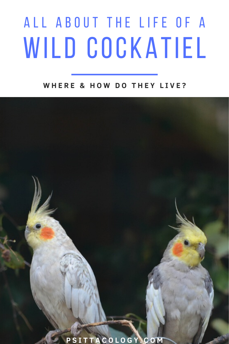 Two cockatiel parrots on a branch - All about the life of a cockatiel in the wild