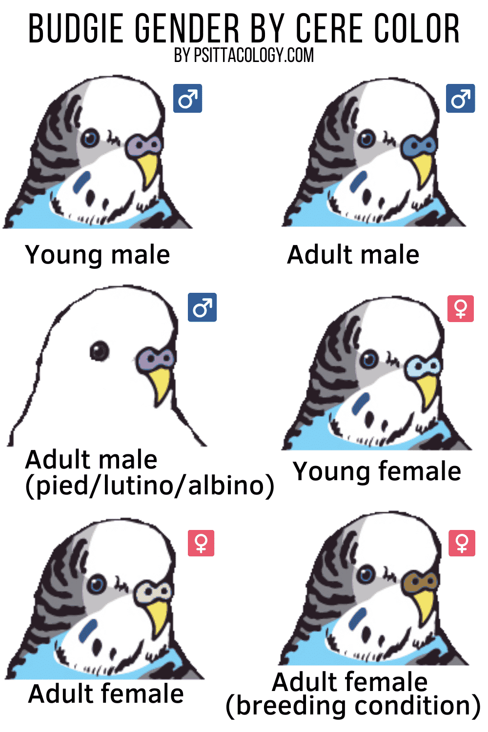 Chart explaining how to tell the gender of a budgie parakeet by the color of its cere | Full guide on how to tell the gender of a parakeet
