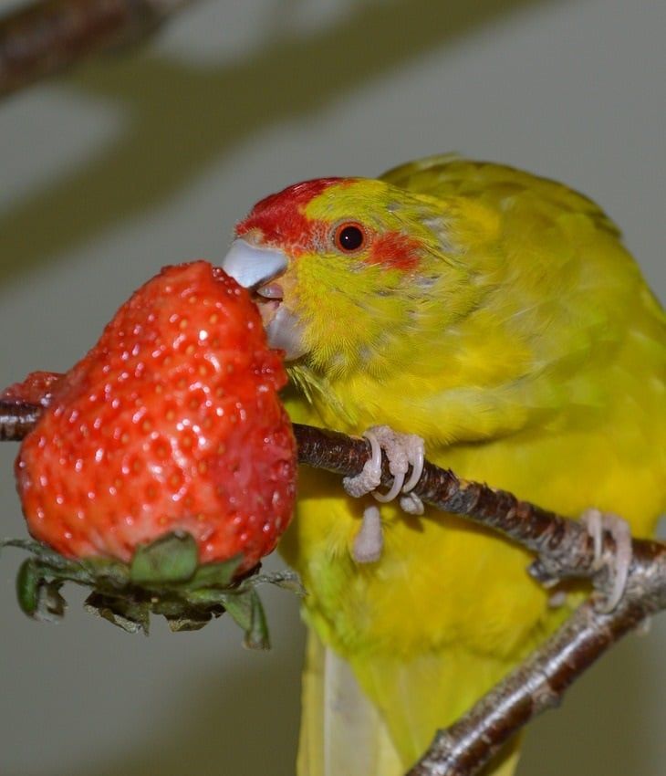 Un periquito maori, o kakariki, comiendo una fresa.