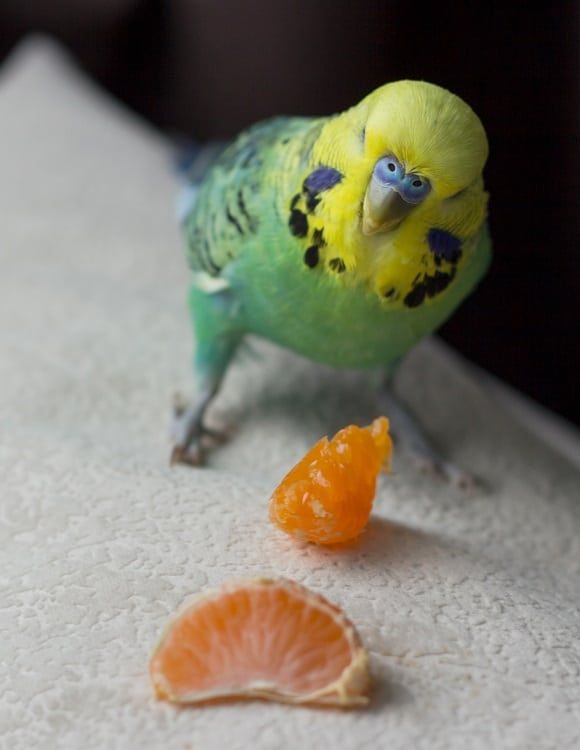 Macho de periquito australiano con trozos de mandarina.