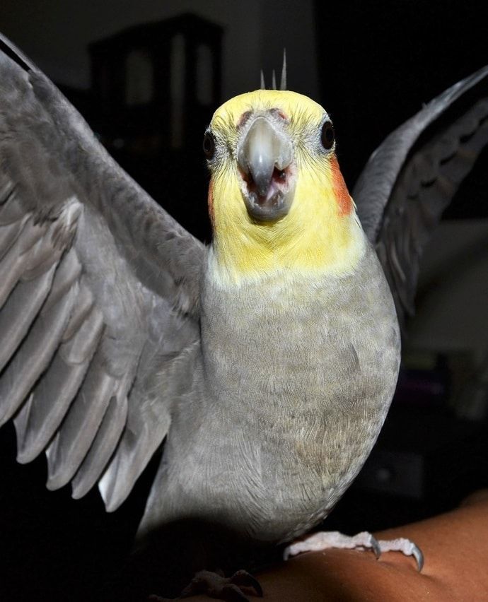 Gray cockatiel with yellow face spreading its wings.