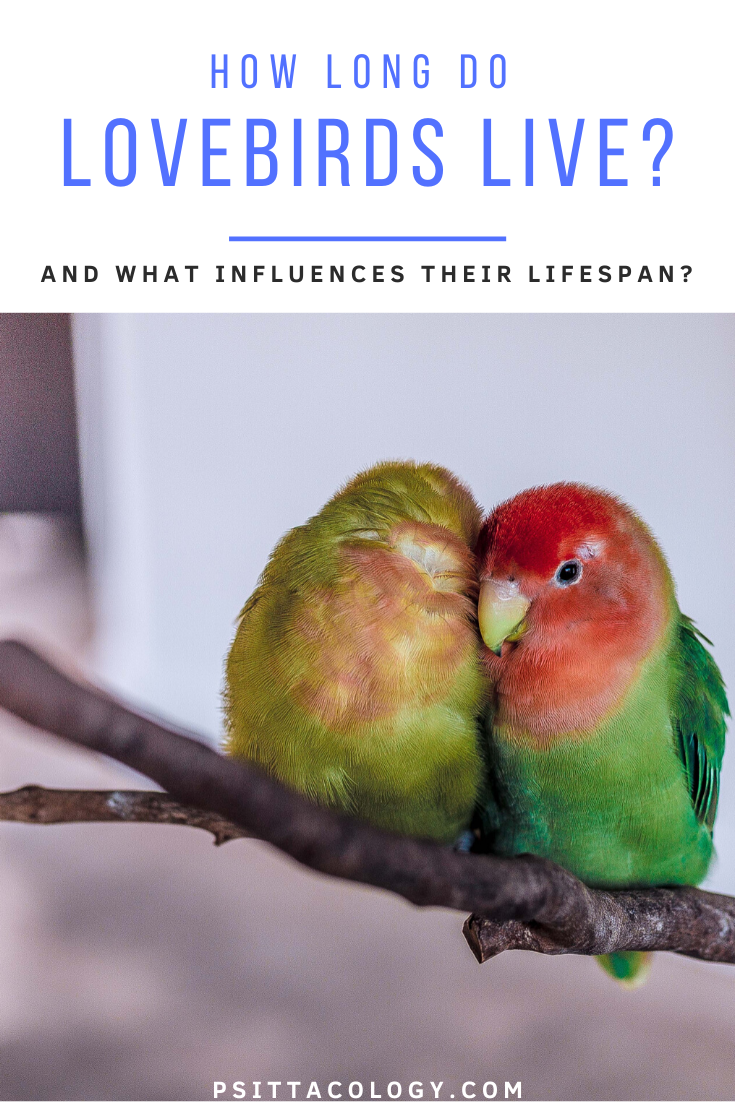 Two lovebirds (genus Agapornis) perched on branch and snuggled up against white background | Guide on the lifespan of a lovebird