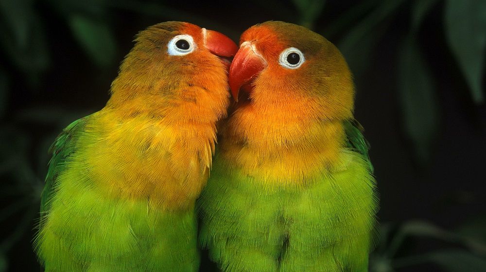 Two lovebirds (genus Agapornis) preening each other | What is the life span of a lovebird?