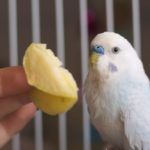 White and blue budgerigar with apple - Can parakeets eat fruit?