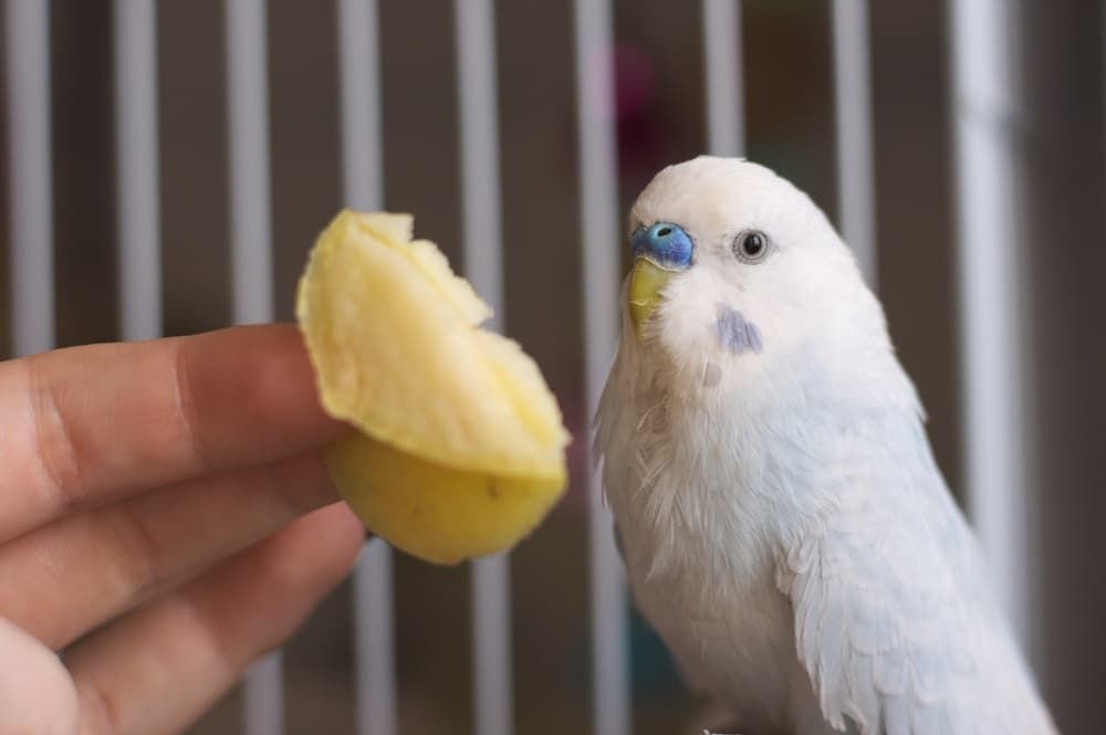 White and blue budgerigar with apple - Can parakeets eat fruit?