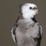 Grey cockatiel bird - All about cockatiels in the wild