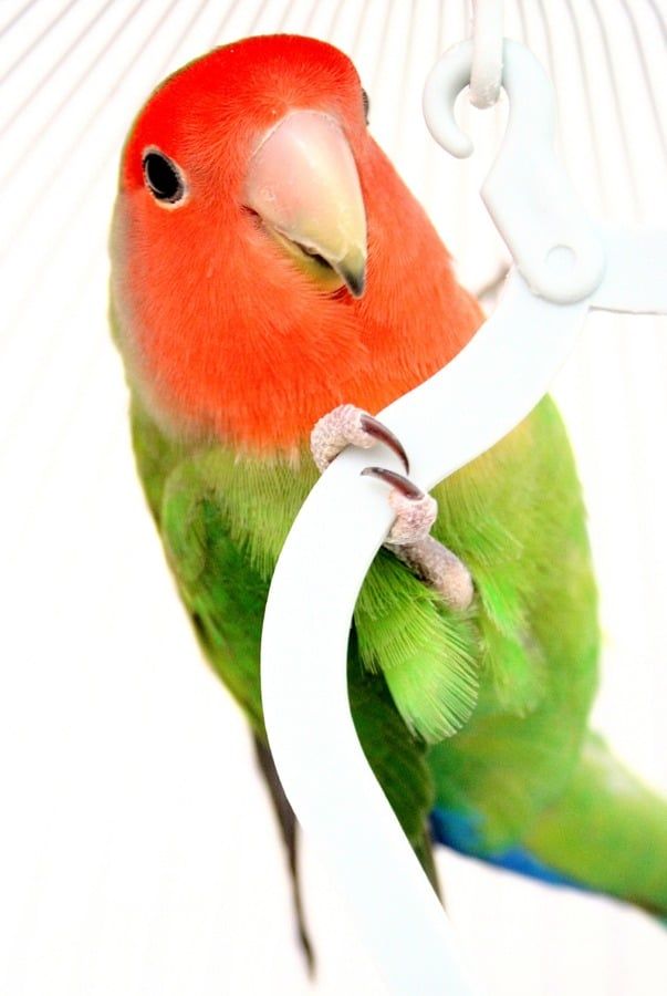 Green and red lovebird (Agapornis)
