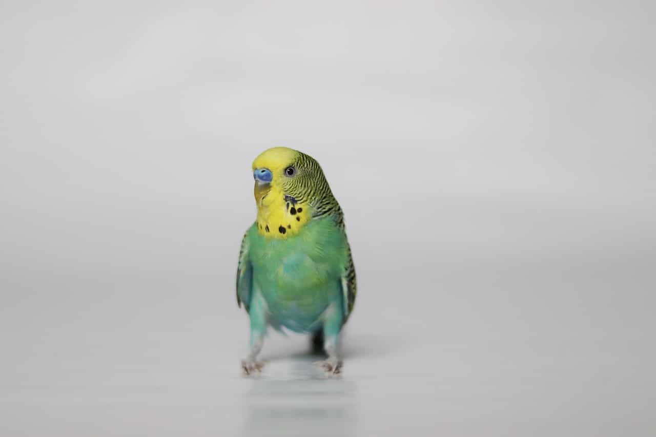 Budgerigar parakeet on white background