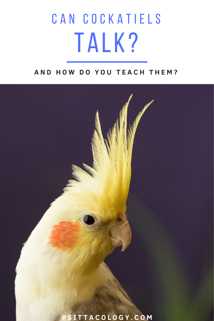 Yellow cockatiel with erect crest | Guide on cockatiels and talking