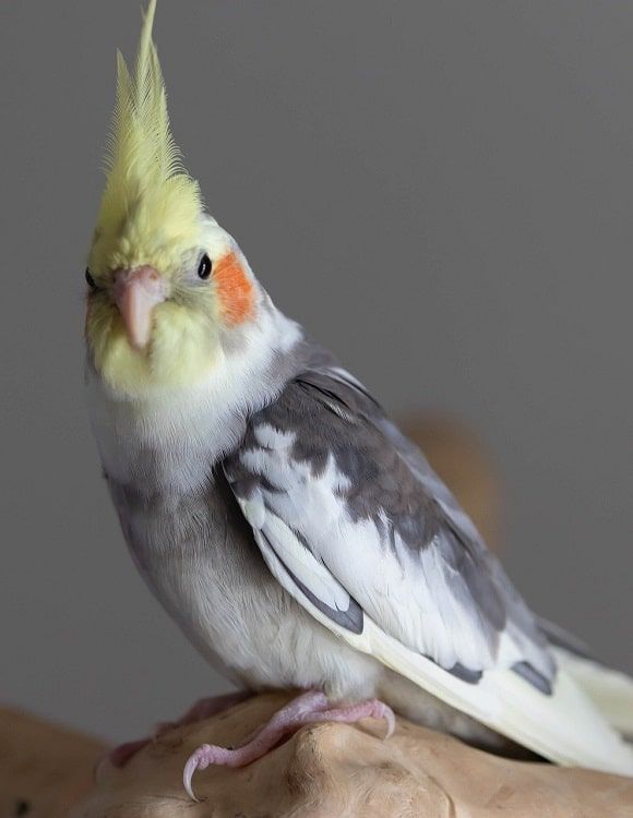 Light grey cockatiel with mottled dark grey/white wings perched on wood.