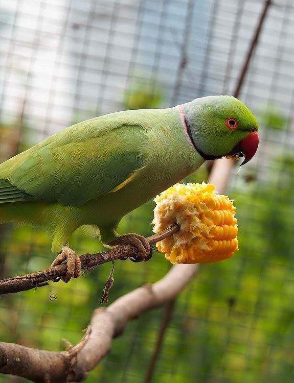 Green male ring-necked parakeet perched on branch in aviary eating corn on the cob.