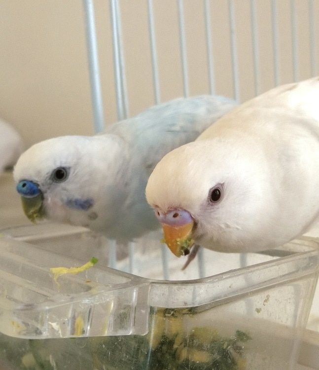 One white and one light blue budgerigar eating from food bowl.