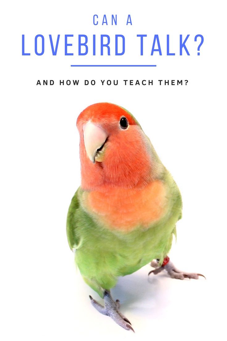 Peach faced lovebird (Agapornis) | Do lovebirds talk?