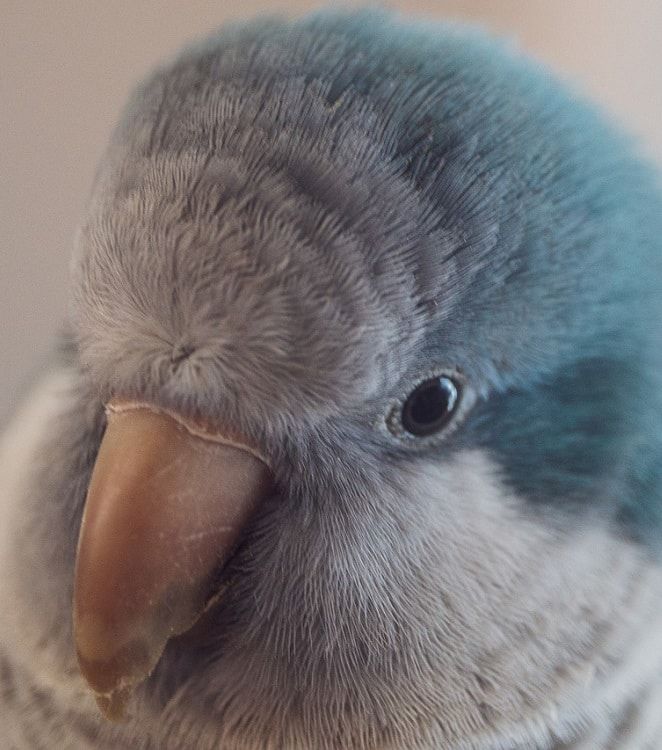 Close-up of blue quaker parrot (monk parakeet)