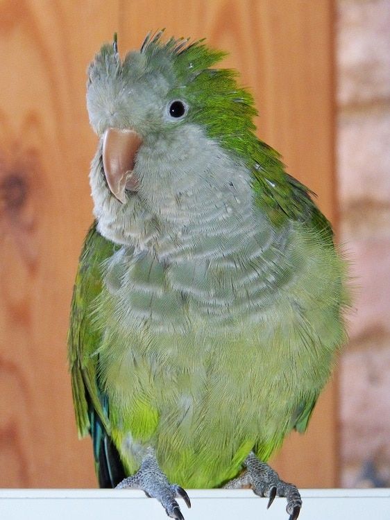 Green quaker parrot (monk parakeet)