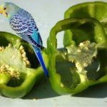 Blue budgerigar with yellow face sitting on slices of green bell pepper, pictured on white background.