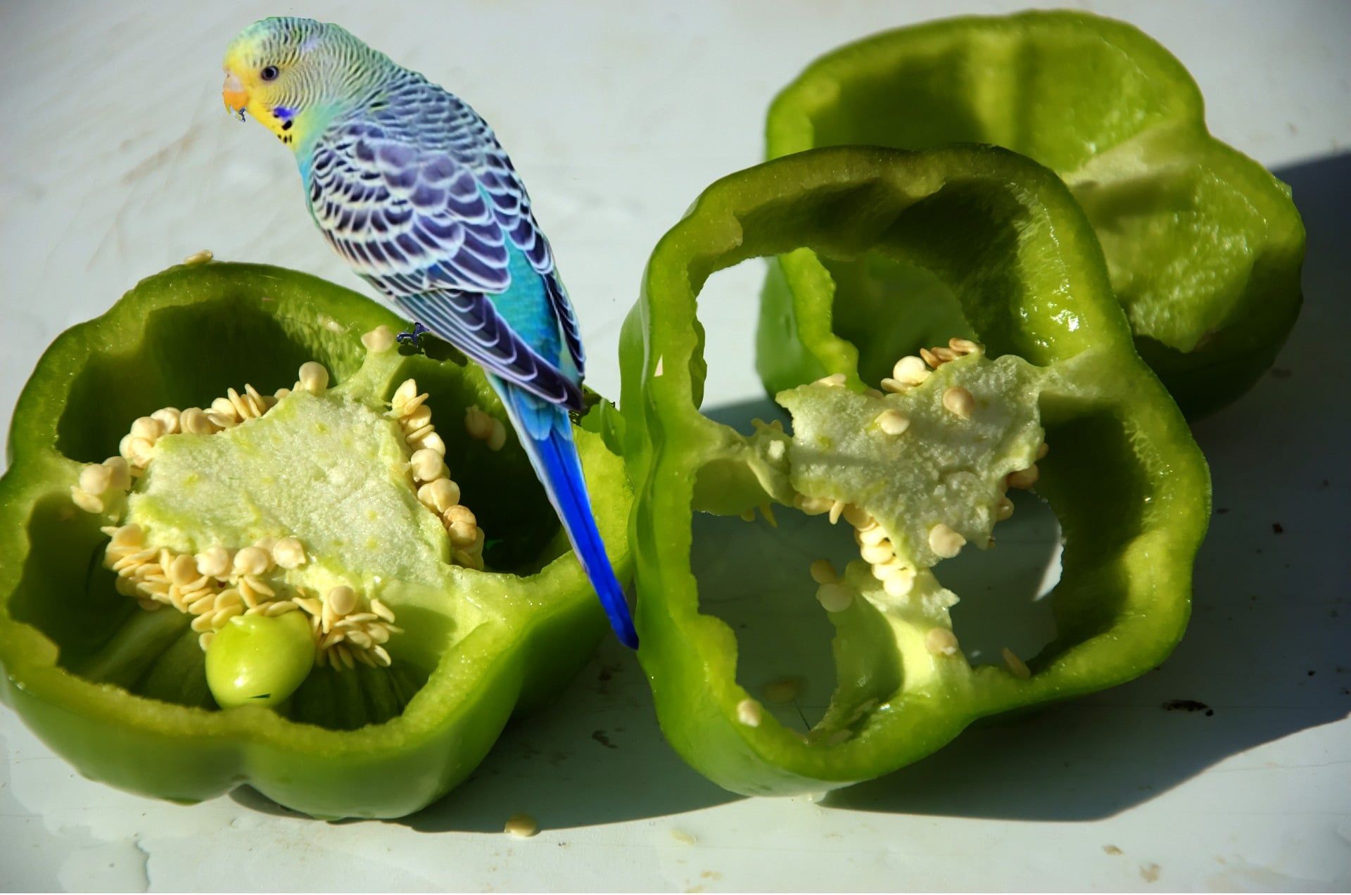 Blue budgerigar with yellow face sitting on slices of green bell pepper, pictured on white background.