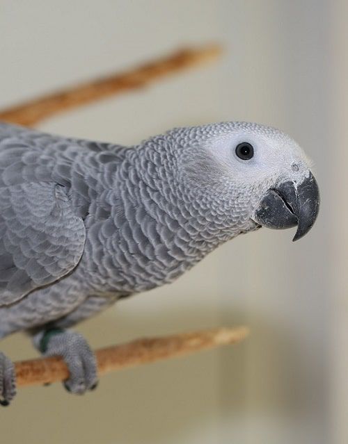 Curious African grey parrot (Psittacus).