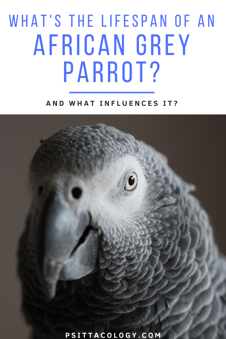 Shallow focus of an African grey parrot (Psittacus) | Guide on African grey parrot lifespan
