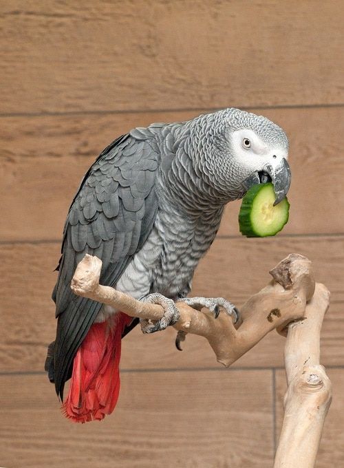 Perched African grey parrot (Psittacus) eating a cucumber slice.