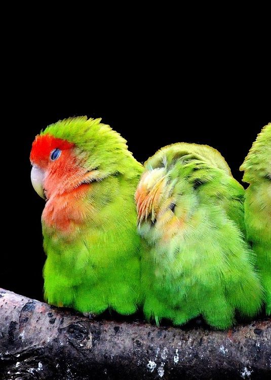 Two green lovebirds perched on a branch, snuggling and sleeping.