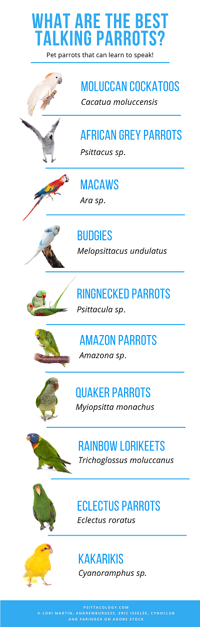 Infographic showing the best talking parrot species.