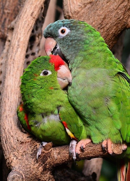 Scarlet fronted conure and blue crowned conure (Psittacara wagleri and Thectocercus acuticaudatus) cuddled up on a branch.