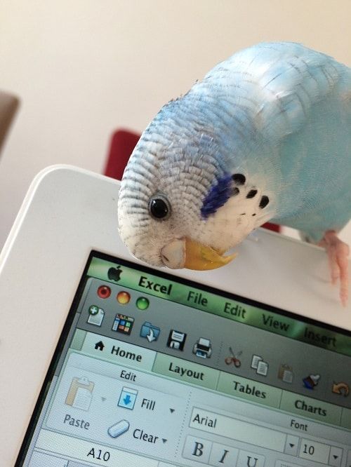 Juvenile blue budgie sitting on Apple laptop.